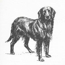 Flat Coated Retriever #1 - CUSTOM MATTED - 1963 Vintage Dog Art Print 0507 CLD
