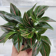 Aglaonema Rotundum Tiger, Aglaonema Red Vein live indoor house plants in 3" POT