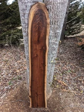 Black Walnut Slab (Live Edge) (thick slab) NICE Perfect Bench.