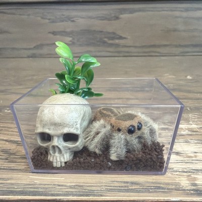 ZURU My Mini Pets Spider Habitat Set with Tank, Skull, Plant, And Sand