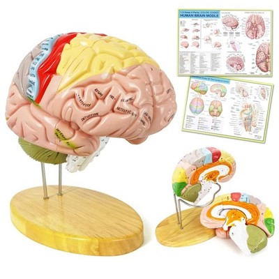 EVOTECH SCIENTIFIC Human Brain Model 13.5''L x 7.2''W, black or white gray 