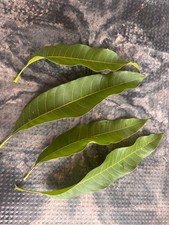 Natural Mango Leaves
