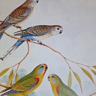 The Bourke Parrot Swift Parrots Parakeets Neville Cayley Art Print Plate 22