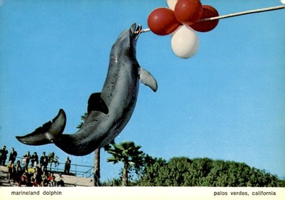 Marineland Dolphin Show, Palos Verdes, California, 1974 Postcard