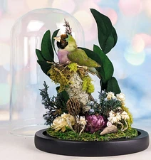 Gouldian Finch Glass Dome Floral Display Taxidermy Oddities Curiosity decor gift