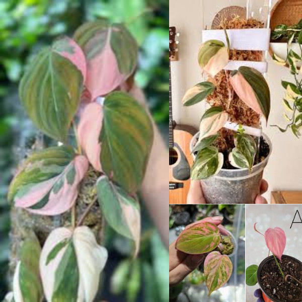 Philodendron Pink Micans Nodos Variegados Solo (Sin Hojas) - Envío Gratis