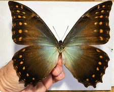 MORPHO AMPHITRYON ATTALI !!****RARITY MALE Nr. 3- 149 mm ****Ecuador