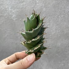 6-8cm Succulent Plants Euphorbia Tortirama Home Garden Bonsai Decoration Plants