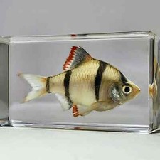 Tiger Barb Tropical Fish in Resin, Curiosities, Puntius tetrazona