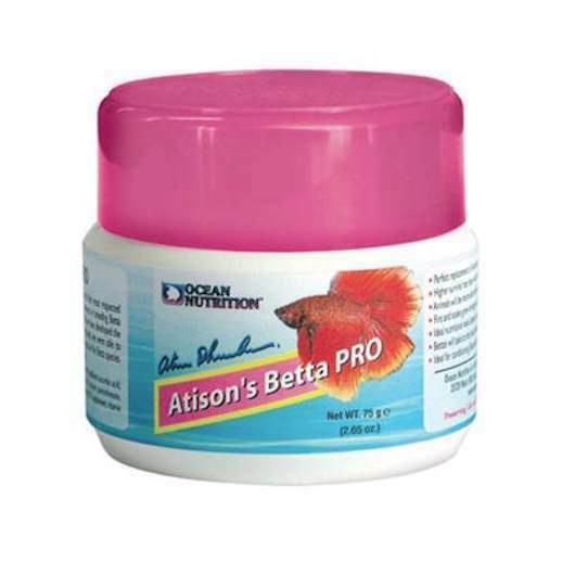 siamese fighter for sale