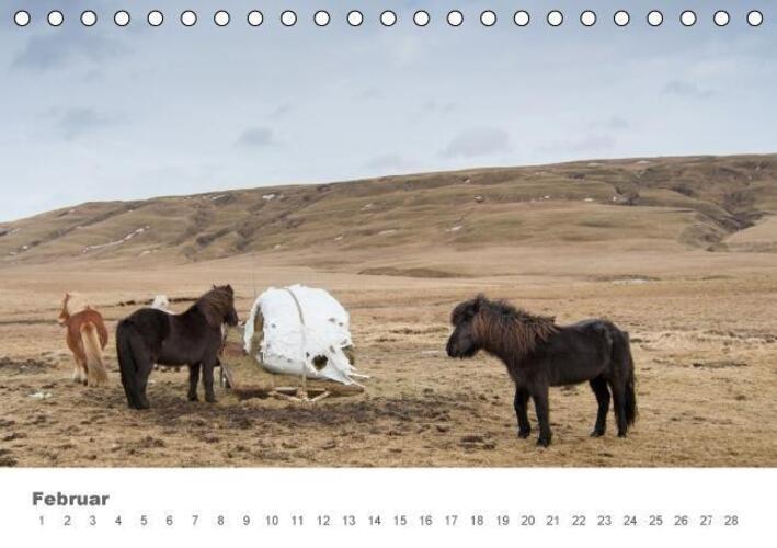 Thumbnail - Norman Preißler | Islandpferde: Gefährten Der Wikinger