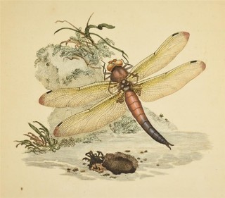 Edward DONOVAN Natural History of British Insects 36 Hand Coloured Plts 1807 1st