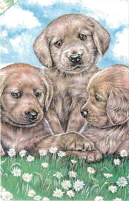North Shore Animal League, Port Washington, NY 11050, Karen George Postcard 