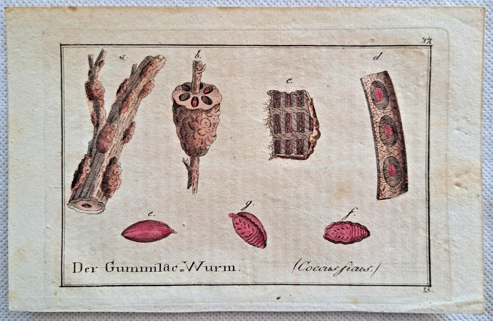 Ameise Pillenkäfer Seidenwurm Mücke 4 Kupferstiche handkoloriert c 1790 Insekten - Bild 2 von 4