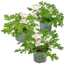 Bloomique - 3er Set - Pelargonium Graveolens - Zitronengeranie - Geranien Pflanz