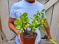 Jade Crassula Ovata Jade Succulent -Z