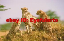 Cheetas, Leopards  Jaguars Corel Royalty-Free Stock Photo CD-ROM Disk  USB