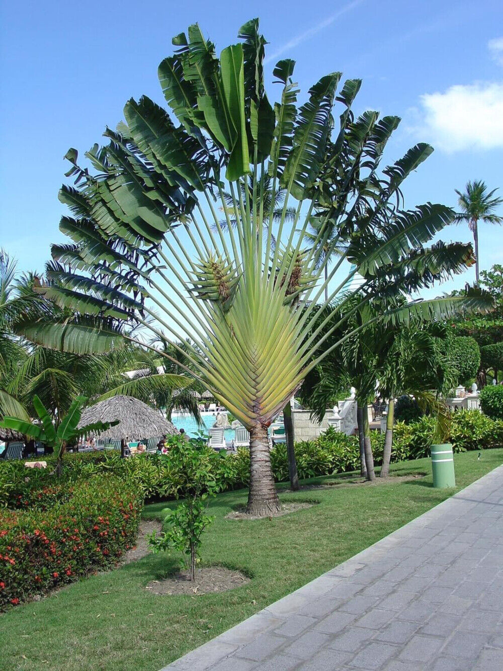 Ravenala madagascariensis, Traveler's Palm. - GardenCrafters