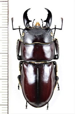 標本用品 Taiwan Dytiscoidae sp.38mm Lucanidae:Dorcus titanus daitoensis M38.3mm ,A1, unmounted,Japan