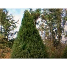 Eastern Red Cedar Tree Seeds (Juniperus virginiana) 25+Seeds easy peasy fast gro