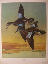 Blue Winged Teal by Francis L Jaques Lithograph 1943 Quaker State Lithography Co