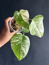 Variegated Monstera Albo Plant