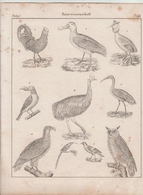 Old Vintage Antique Print German ? Birds Emu Eagle Owl Crane