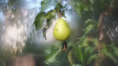 KMZ Helios 44M f/2 Lens Petzval Modification Dreamy Swirly Bokeh
