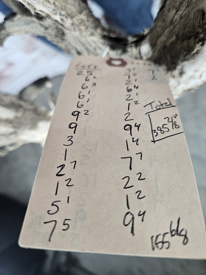 Huge Farm Whitetail Deer Antler Rack Horn Skull European Mount Man Cave 385" eBay