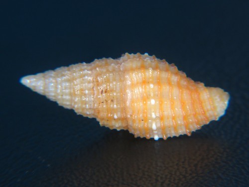 MITRA "VEXILLUM" CROCATUM: LARGE ORANGE MITER @ 23.1MM!