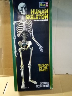 Bausatz von Revell -noch in Karton -H- 903- Human Skeleton  from  1977 ??