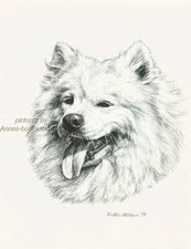 #238 SAMOYED dog portrait art print * Pen and ink drawing by Jan Jellins