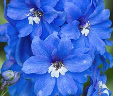 DELPHINIUM SUMMER SKIES Delphinium Cultorum - 100 Bulk Seeds