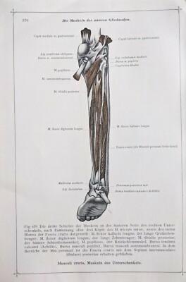 1911 DEUTSCHE ANATOMIE DRUCK DRITTE SCHICHT MUSKELN BEIN WADE UNTERSCHENKEL 