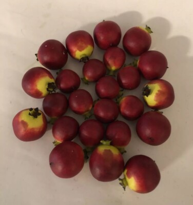New Faux Artificial Pomegranates Lot Of 24 Fruit Decor Vase Filler REEVES FLORAL