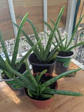Set Of 3 Live Aloe Vera Plants Succulent Houseplant Plant Bundle Lot 6"++