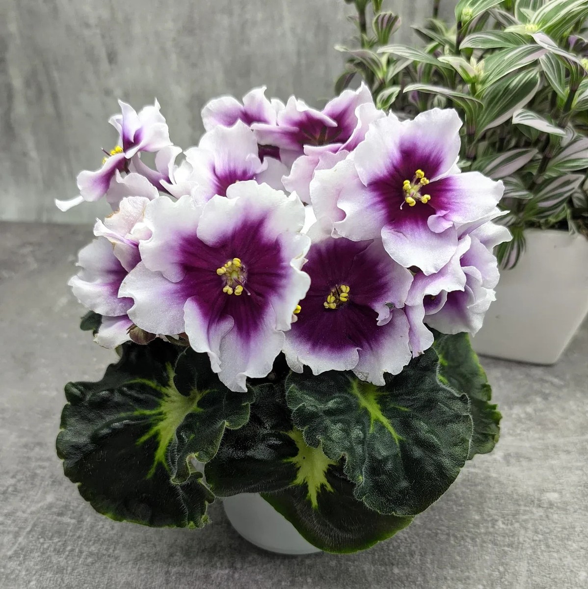 African Violet | LF — Look into My Eyes | ЛФ-Посмотри в Глаза