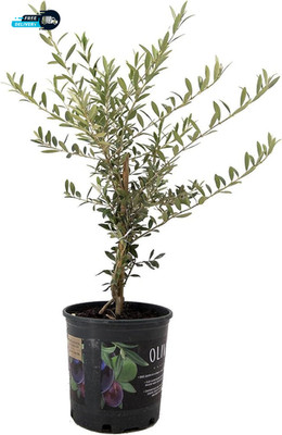 Arbequina Olive Tree   Live 6-Inch Pot Fruit Bearing Tree Cold Hardy Edible.