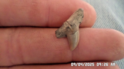 #ad Beautiful Huge .776quot; Rare Hammerhead Shark Tooth Bone Valley Florida Gem $18.99