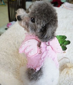 dog harness with wings