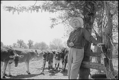 ''Dairyman Howard,'' standing by fence with cattle in field on his farm 1959