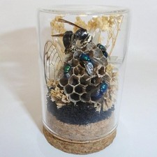 Hornet Wasp Nest Blowfly Cicada Wing Oddity Jar curiosity insect taxidermy goth