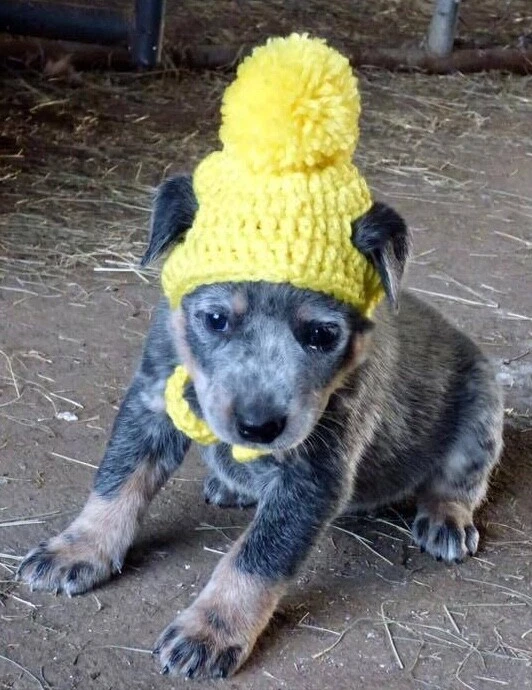 Sombrero para perro mascota sombrero 1 pompón tejido ganchillo hecho a mano EE. UU. NUEVO PEQUEÑO Foto 4 de 4