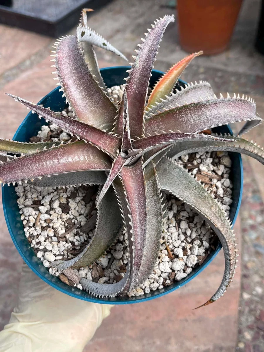 Dyckia for sale | eBay