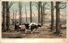 Vermont VT Maple Sugar Industry #10254 c1910 Detroit Publishing Postcard