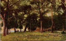 Grove By Bear Creek Park Of The Red Rocks Mt Morrison Colorado UNP DB Postcard