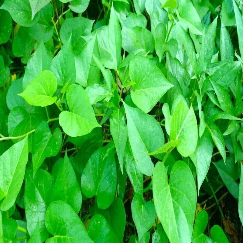 200+ Pcs Dried Sweet Potato Leaves Ceylon Natural Herbal Drink 100 Pure Organic eBay