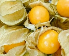 CAPE GOOSEBERRY SEEDS 100+ LARGE FRUIT berry seeds HUSK TOMATO Goldenberry 