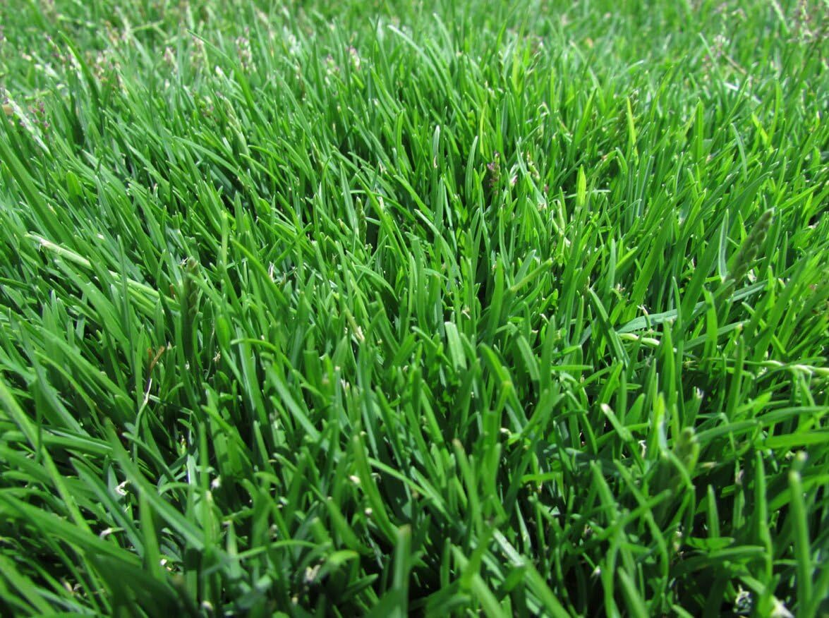 Emerald Zoysia Grass Seeds/ Lawn grass 1/8 LB Fast Free Shipping USA