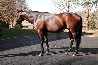 Color Photo of  Early Voting  at Coolmore  November 2022  headshot #2